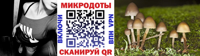 Псилоцибиновые грибы Psilocybe  Лихославль 